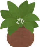 小さな観葉植物