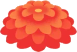 赤い菊花