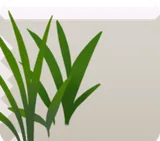 水辺に生えた草・左