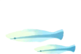 クジラの夢のホンソメワケベラ