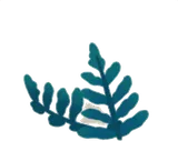 水辺のヒメカナワラビ