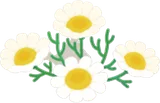 カモミール