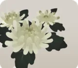 白い菊