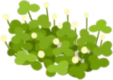 柚子の丘の雑草・左