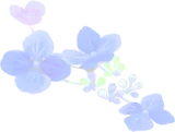 色混ざる紫陽花
