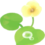 ウォーターポピーの花・左