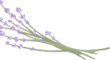ドライラベンダー
