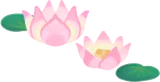 蓮の花