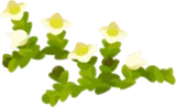 花のように見える苔