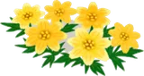 ハチミツ色の花