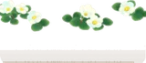 群生する白いフヨウカタバミ