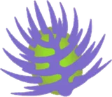 マンドレイクの花