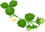 葉と花のついたイチゴの枝・左