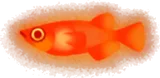 ヒメダカの幻影