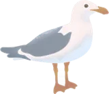 オオカモメの飾り