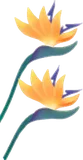 ミニチュアのストレリチアの花