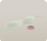 藤の種