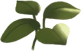 小さな水草・左