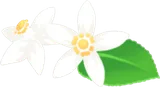 レモンの花の飾り付け