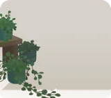 ワイヤープランツの鉢植え