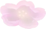置かれた桜の花