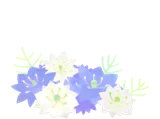 そっと咲いたニゲラ