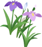 花菖蒲