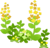 キノコの森の黄色い小花・右