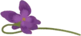 摘んできたスミレ