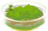苔むしたシャーレ