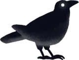 幽遠のカラス・黒