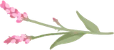 秋の植物・イヌタデ