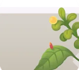 葉っぱに付いた小さな卵