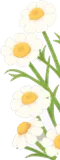ワイルドカモミール・右