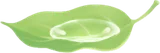 水が溜まった葉っぱ