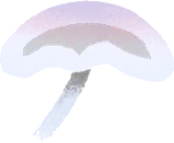 ちいさなシロホウライタケ