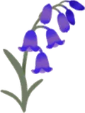 小さな青い花・右