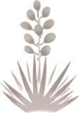 砂漠に生えた植物