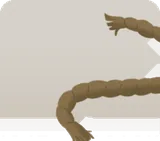 デッサン用に談えたロープ