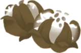 拾ってきたフヨウ