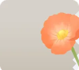 花咲くポピー