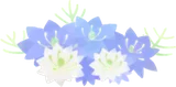 いつの間にか咲いたニゲラ