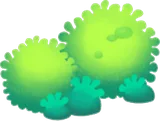 原生林の苔たち