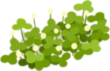 柚子の丘の雑草・右