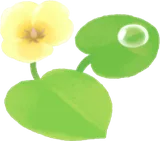ウォーターポピーの花・右