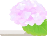 桃色の紫陽花