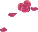大きめに実った愛情の薔薇