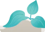大きく成長した葉っぱ