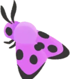 ピンクのマダラガ