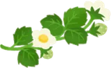 葉と花のついたイチゴの枝・右
